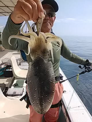 モンゴウイカ(カミナリイカ)