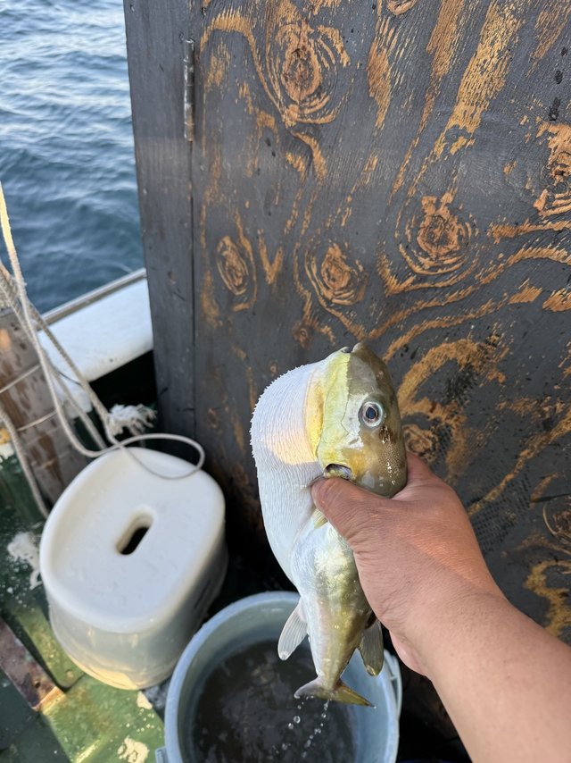 サバフク(シロサバフグ)