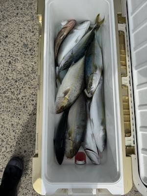 オオモンハタ・ツバス(ブリ)・ハマチ(ブリ)・シオ(カンパチ)