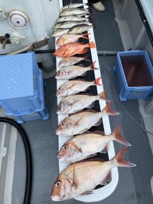 マダイ・コダイ(マダイ)・イサギ(イサキ)・チカメ(チカメキントキ)