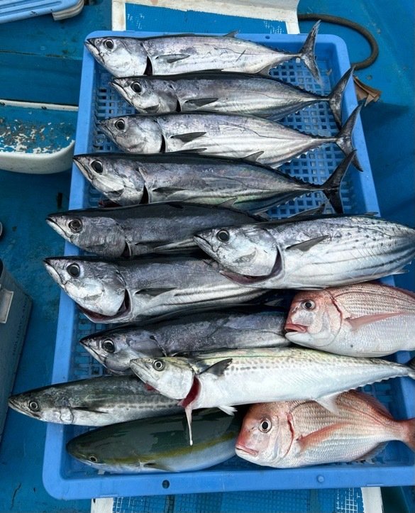 マダイ・ハナダイ(チダイ)・イナダ(ブリ)・ホンガツオ(カツオ)・サゴシ(サワラ)