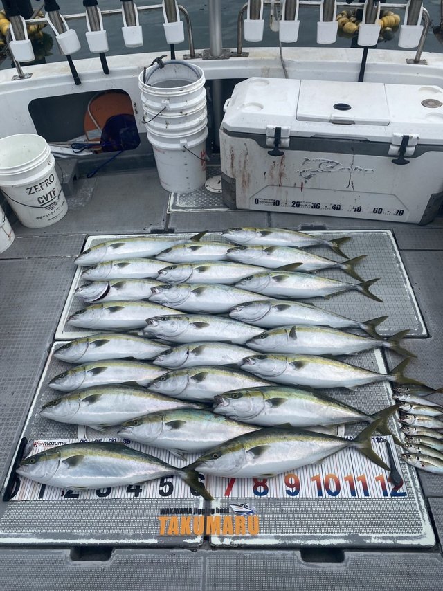 アジ(マアジ)・ハマチ(ブリ)・メジロ(ブリ)