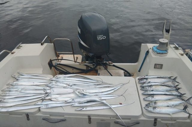 サゴシ(サワラ)・タチウオ