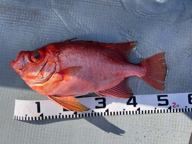 キントキ(チカメキントキ)