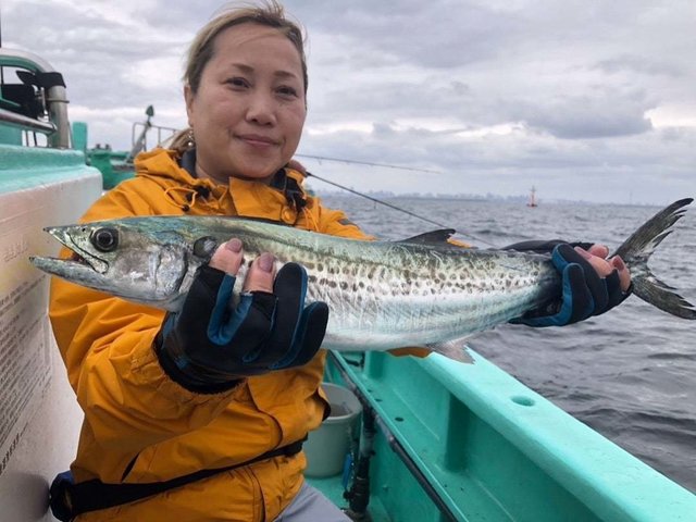 サゴシ(サワラ)