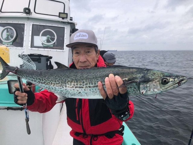 サゴシ(サワラ)