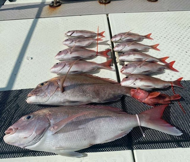 マダイ・ガシラ(カサゴ)