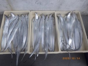 タチウオ