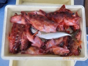 アジ(マアジ)・カサゴ