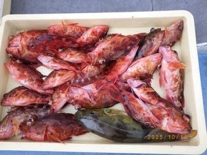 カサゴ