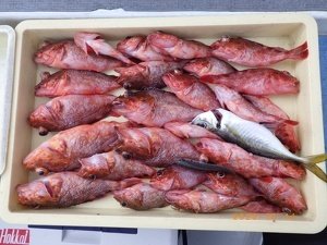 アジ(マアジ)・カサゴ