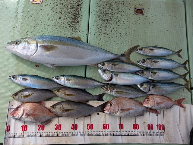 タイ(マダイ)・アジ(マアジ)・ブリ・イサギ(イサキ)・マサバ