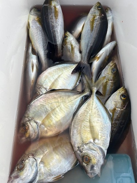 カイワリ・イサキ