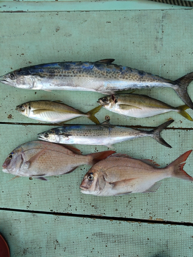 タイ(マダイ)・アジ(マアジ)・サワラ・サゴシ(サワラ)