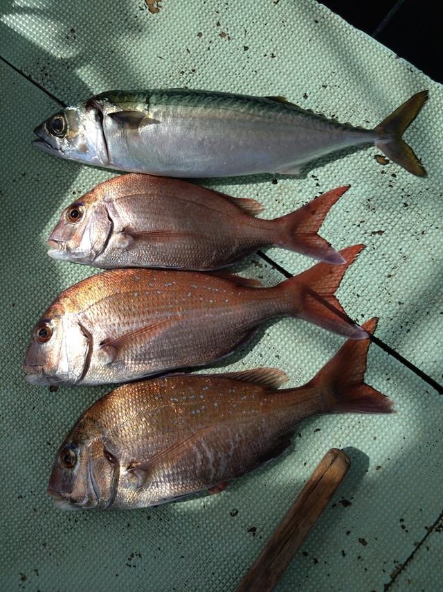 タイ(マダイ)・サバ(マサバ)