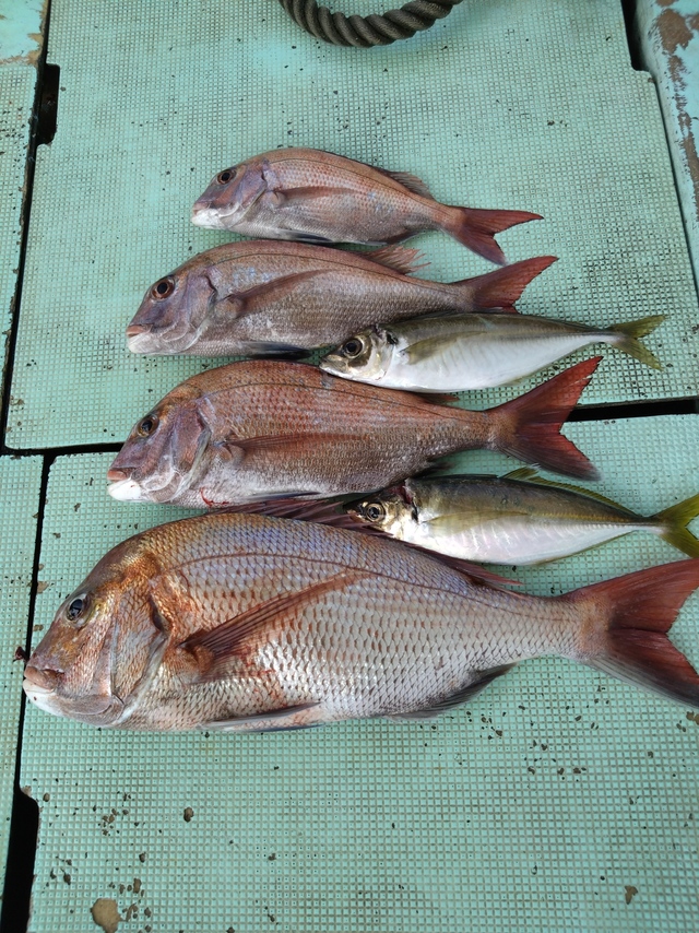 タイ(マダイ)・アジ(マアジ)