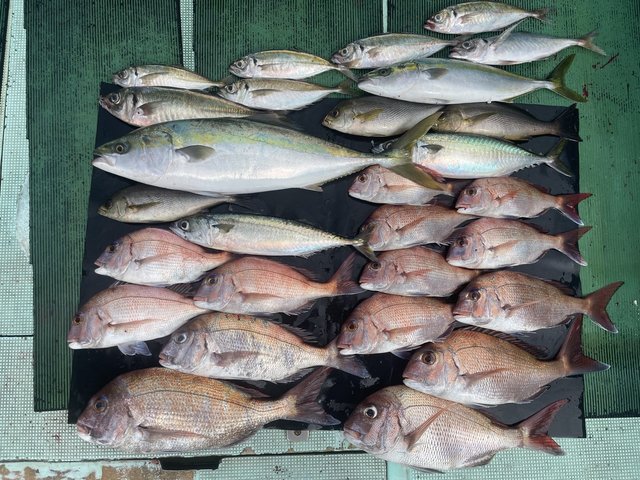 マダイ・ハマチ(ブリ)・メジロ(ブリ)・イサキ・マサバ