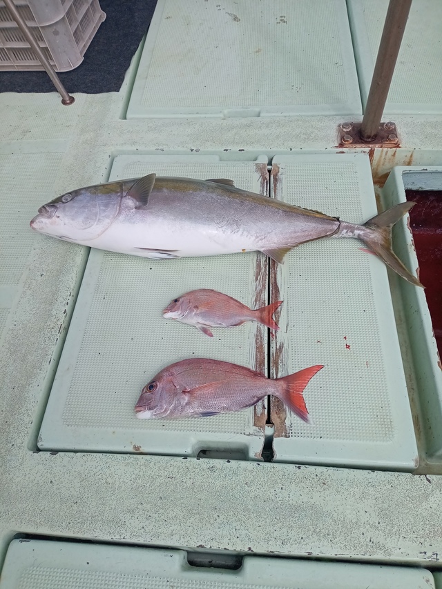 マダイ・メジロ(ブリ)