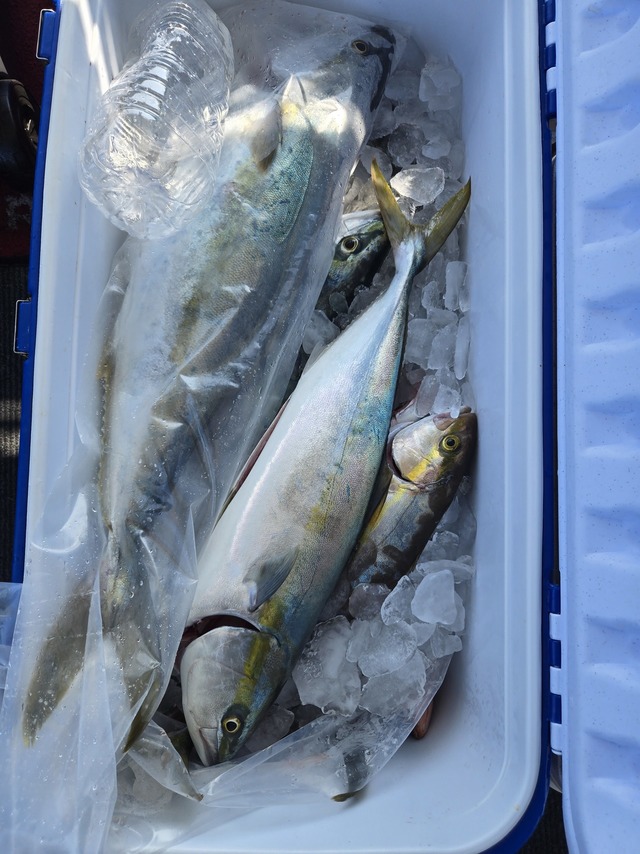 ヒラス(ヒラマサ)