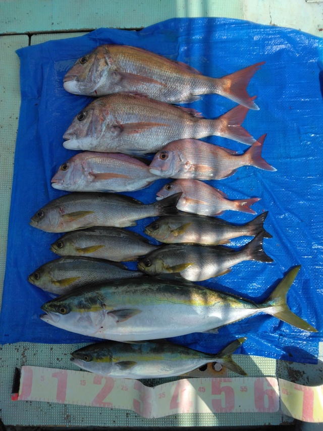 マダイ・ツバス(ブリ)・ハマチ(ブリ)・イサギ(イサキ)