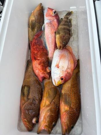 レンコダイ(キダイ)・キジハタ・アマダイ(アカアマダイ)・カサゴ