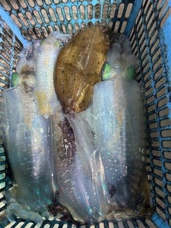 アオリイカ・コウイカ