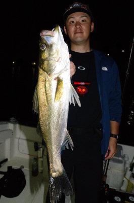 シーバス(スズキ)