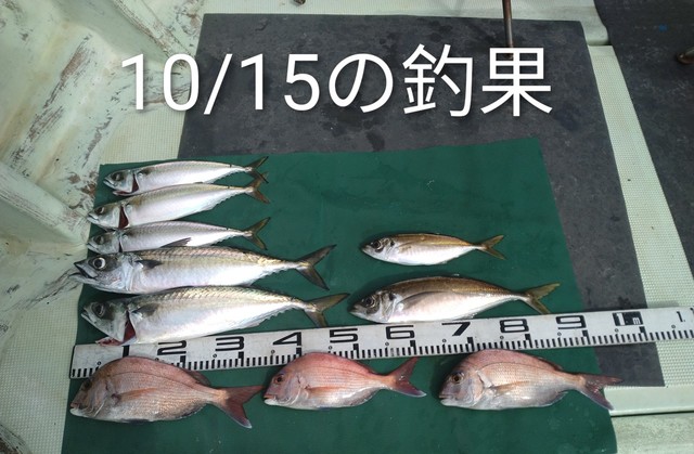 マダイ・マアジ・マサバ