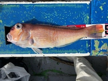 アマダイ(アカアマダイ)