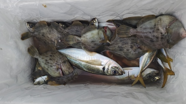 アジ(マアジ)・カワハギ