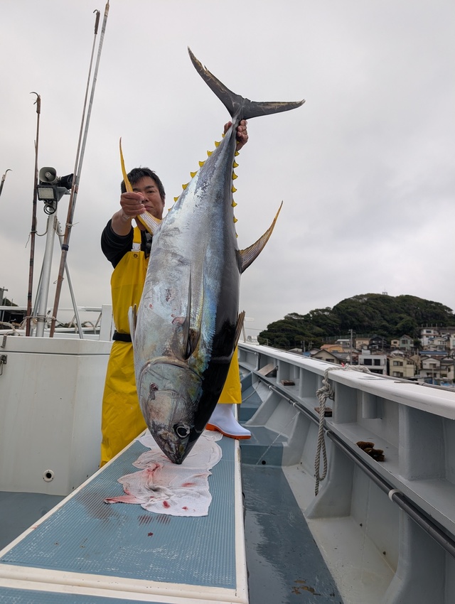 キハダマグロ(キハダ)