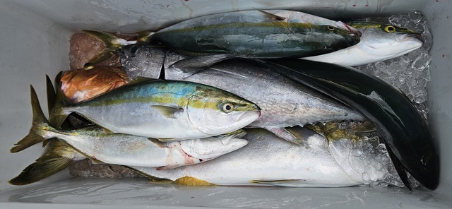 アコウ(キジハタ)・ヤズ(ブリ)・ヒラマサ・ネリゴ(カンパチ)・コシナガ