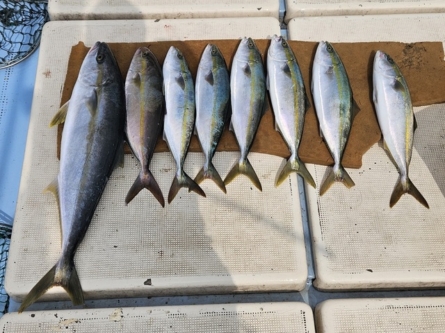 ヤズ(ブリ)・ヒラマサ・ネリゴ(カンパチ)