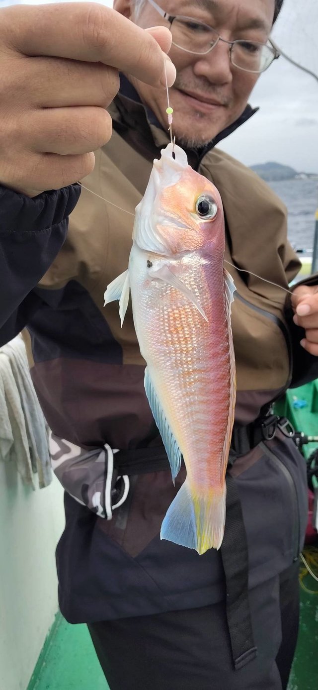 アマダイ(アカアマダイ)