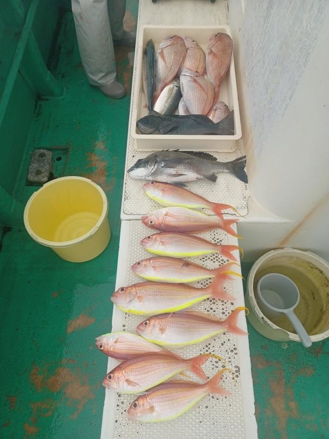 マダイ・ハナダイ(チダイ)・クロダイ・メジナ・アジ(マアジ)・イナダ(ブリ)・イトヨリ(イトヨリダイ)