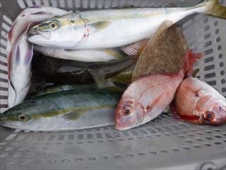 マダイ・ハマチ(ブリ)