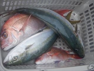 マダイ・ハマチ(ブリ)