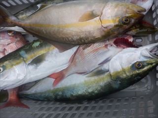 マダイ・ハマチ(ブリ)