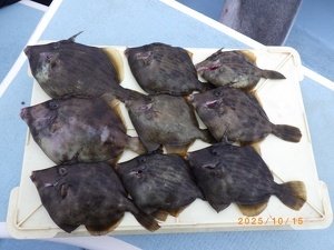 カワハギ