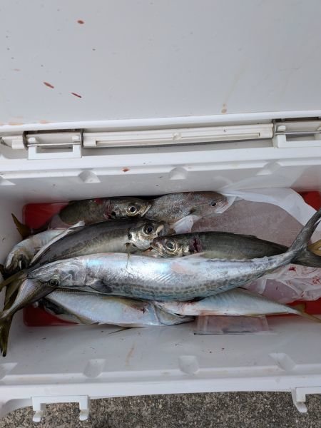 アジ(マアジ)・サバ(マサバ)・サゴシ(サワラ)