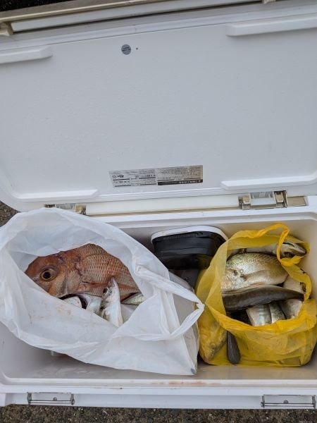 チャリコ(マダイ)・タイ(マダイ)・アジ(マアジ)・イシモチ(シログチ)・サバ(マサバ)