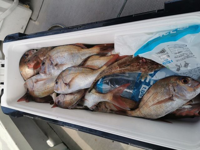 マダイ・イネゴチ