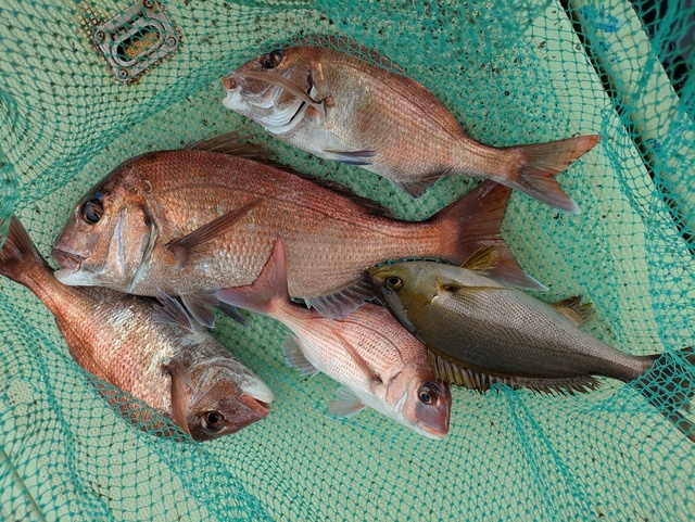 タイ(マダイ)・イサギ(イサキ)