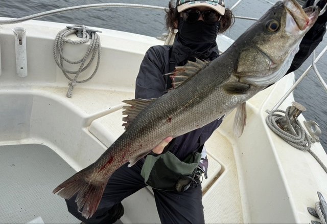 シーバス(スズキ)