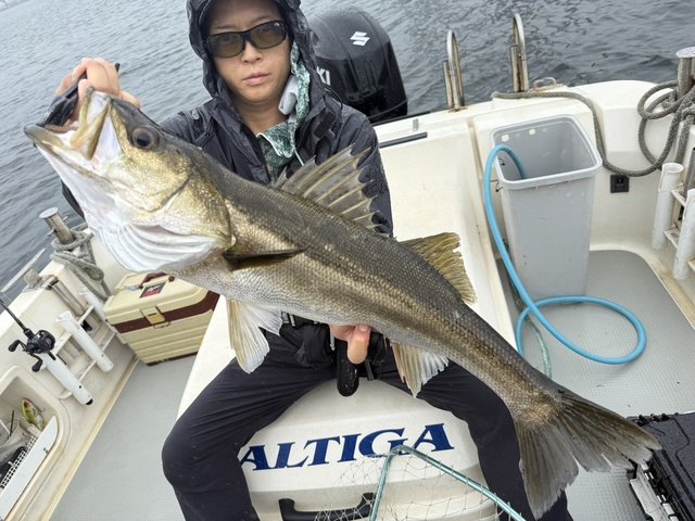 シーバス(スズキ)