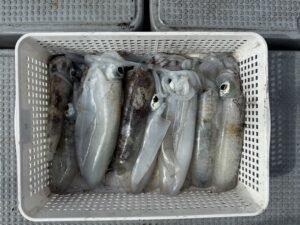 アオリ(アオリイカ)