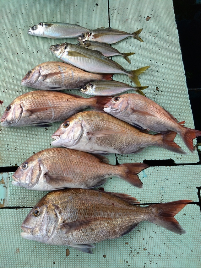 タイ(マダイ)・アジ(マアジ)・サバ(マサバ)