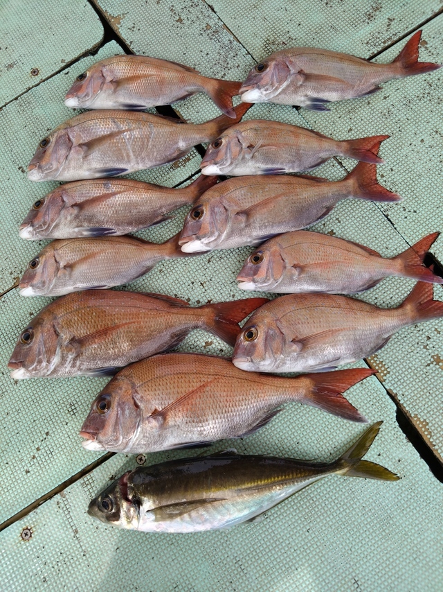 タイ(マダイ)・アジ(マアジ)