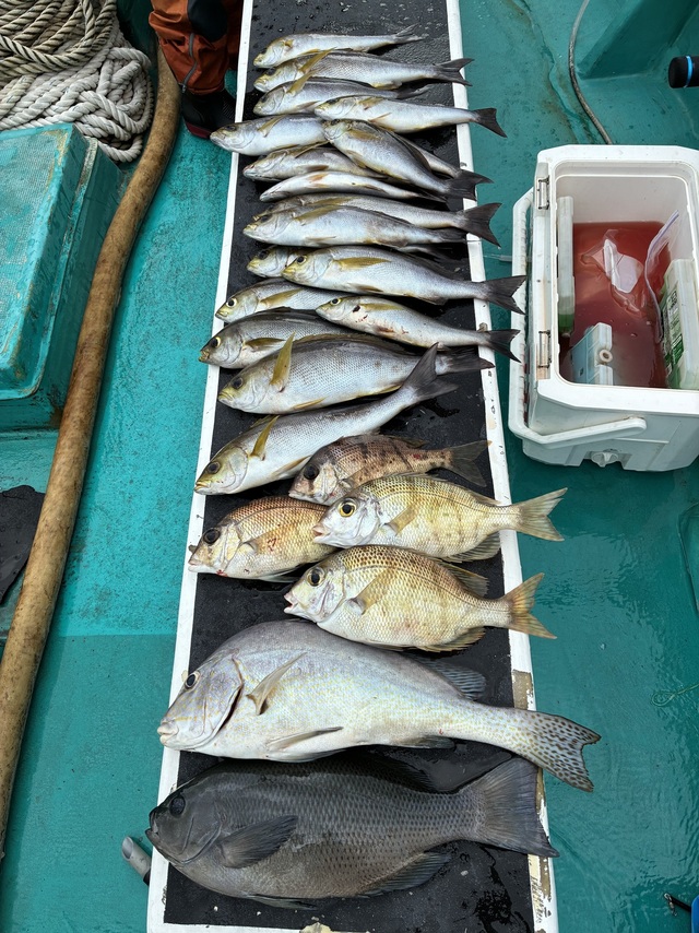 グレ(メジナ)・イシダイ・メイチダイ