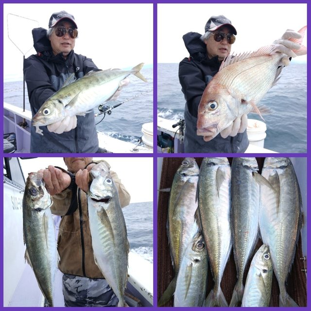 マダイ・マアジ